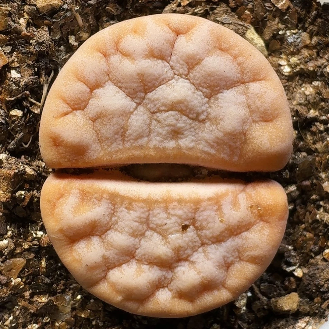 生石花111111。  160