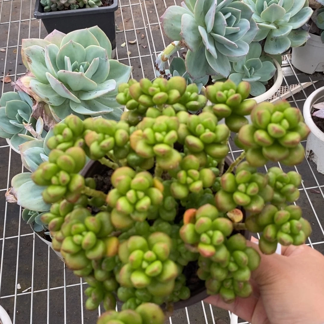 4900香豆子一物一拍