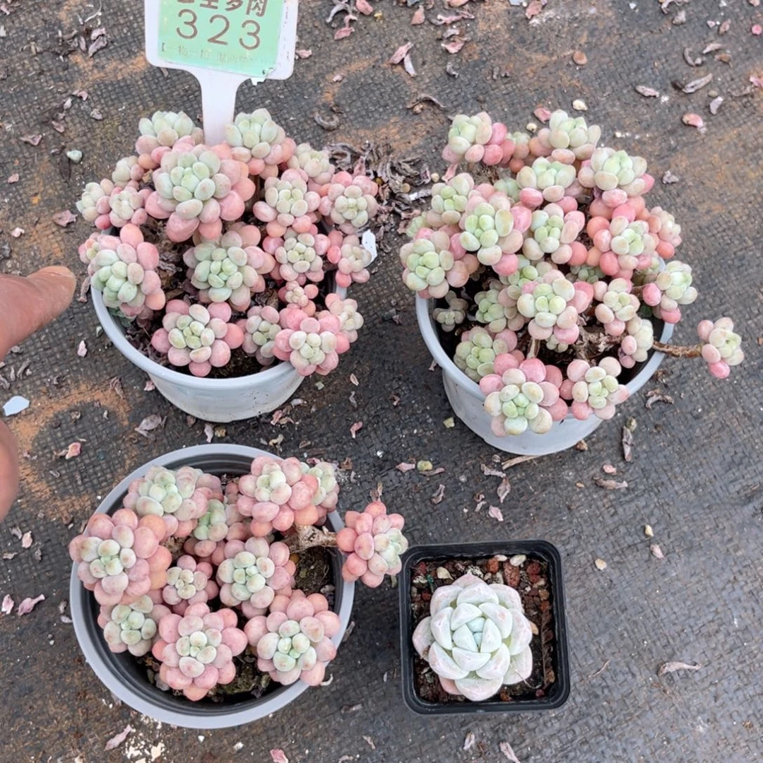 云尘多肉一物一拍不包整散，