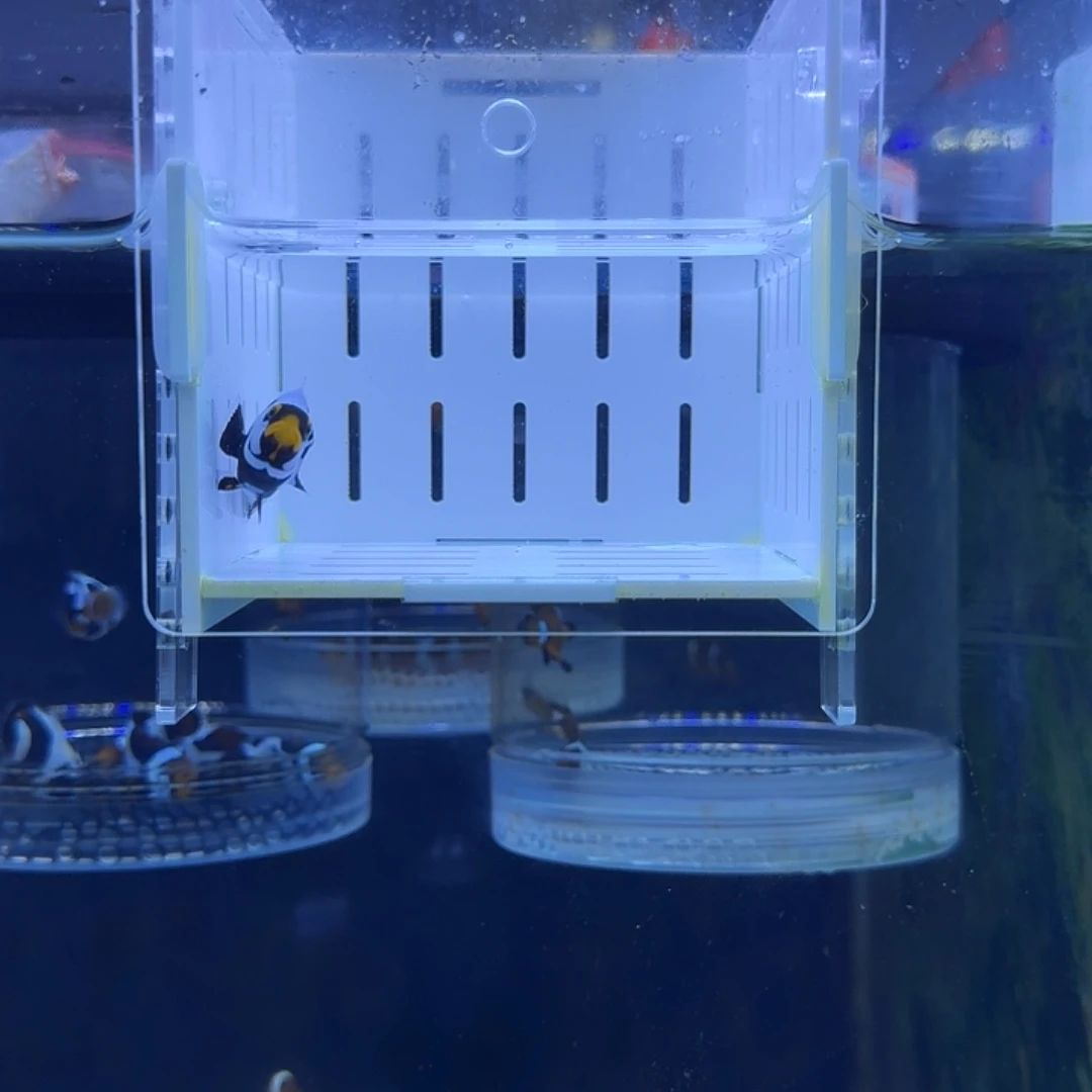 海水鱼莫扎特小丑鱼