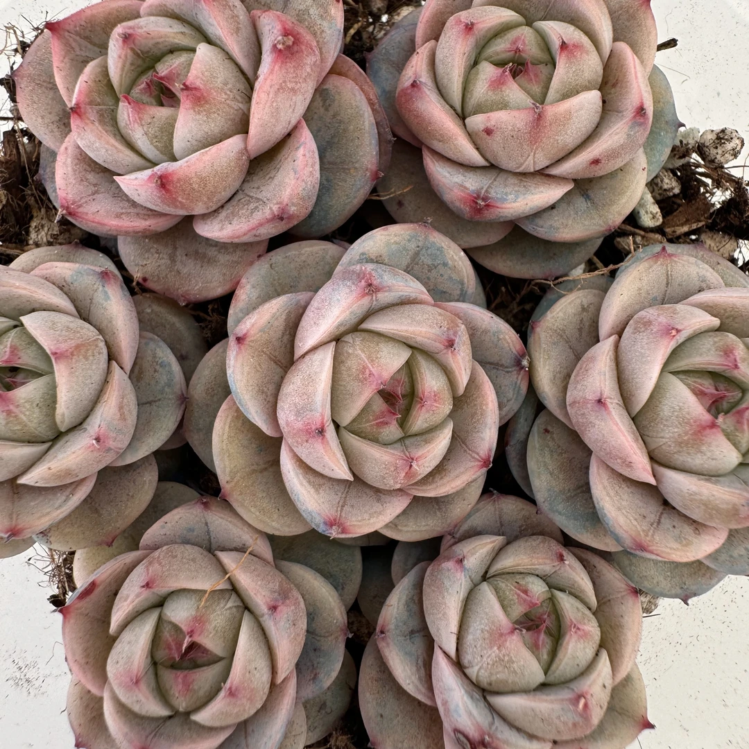 精品贵货切糕一盒(QYA103)