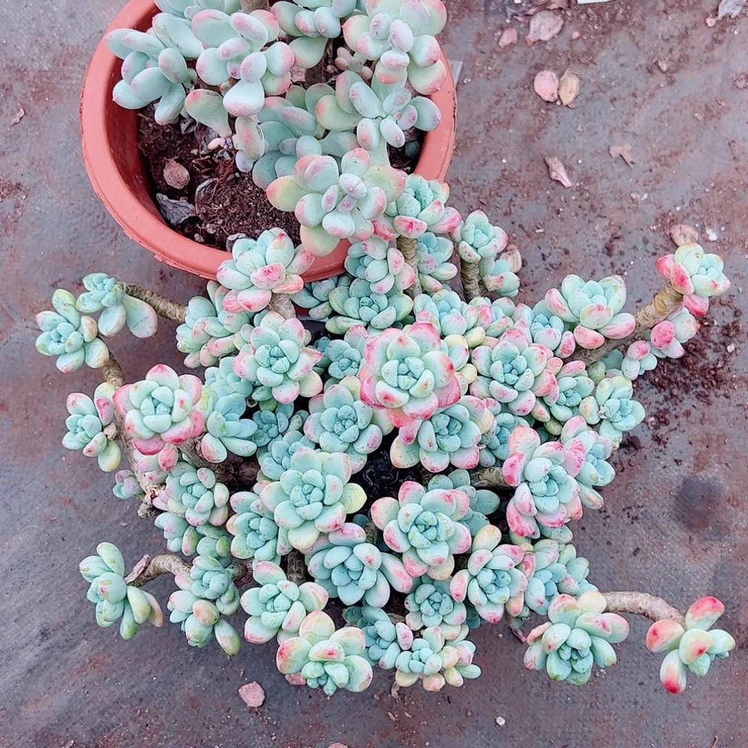 香香劳尔整装整群老桩