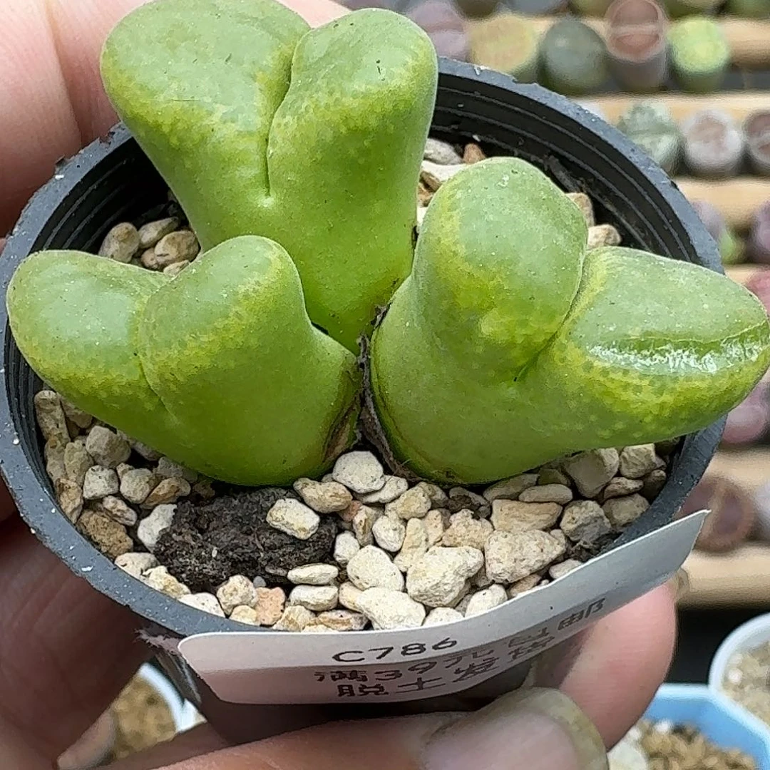 786有干疤介意勿拍