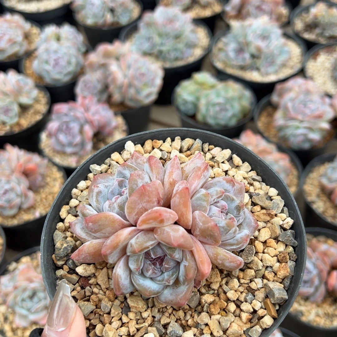 三头趴地紫心哈哈哈