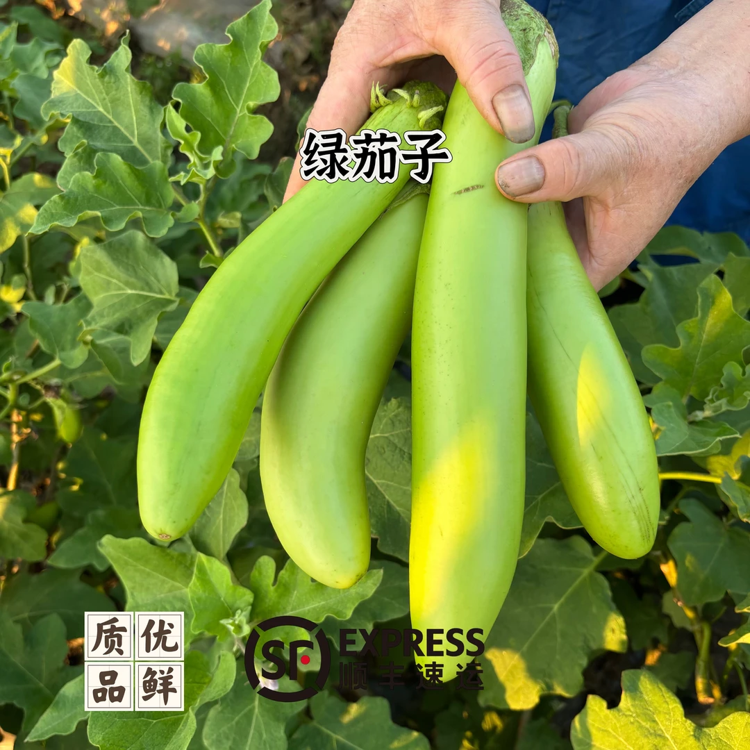 【露天绿茄子】安徽芜湖江北农户自种绿茄子露天现采绿茄子茄子