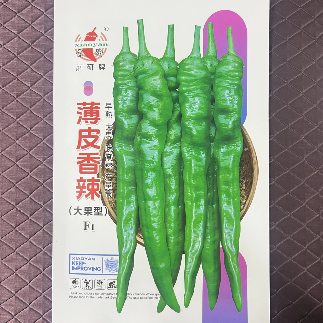 萧研薄皮香辣早熟软皮香辣无渣香辣味浓辣椒种子杂交高产蔬菜种子