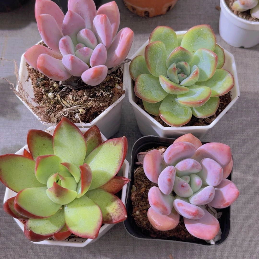 俩盆奥普。惊鸿。泡芙