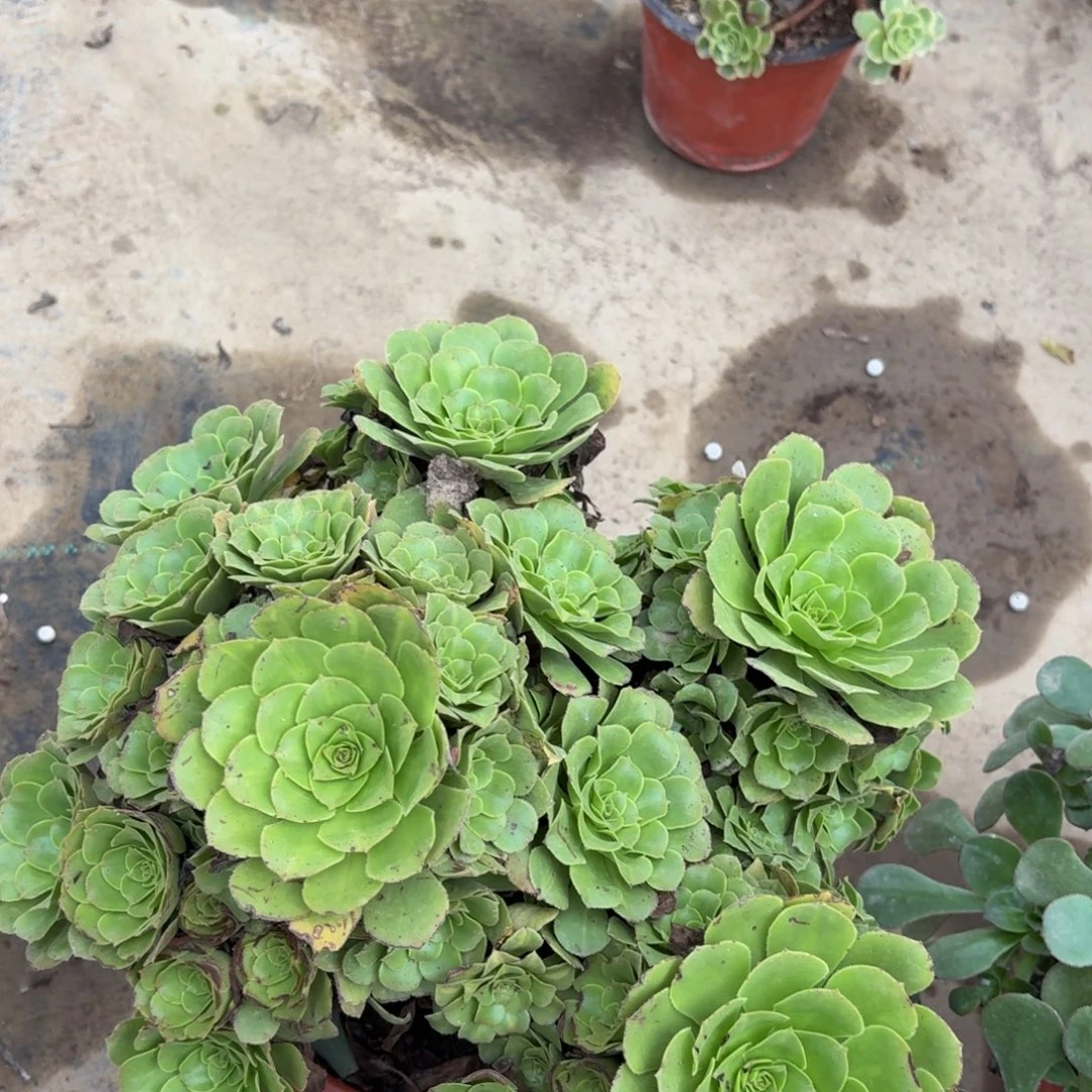272多肉植物捧花的时候
