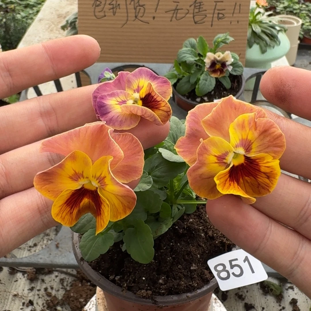 大部分花苞少量开放851