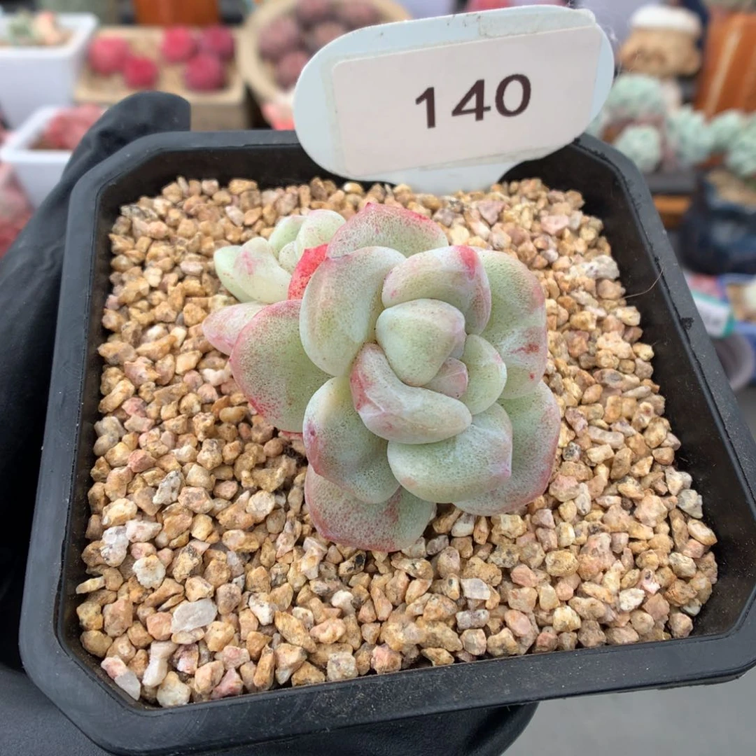 140 新春特冰玉石化多肉