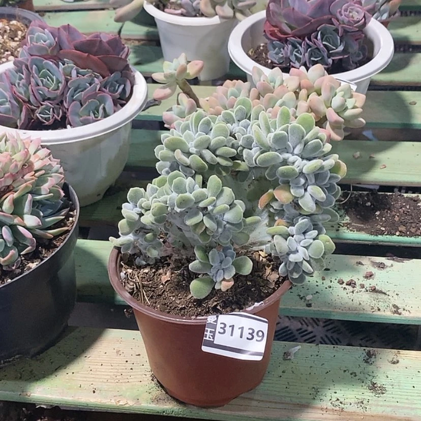 【闪购商品】雪晃星缀31139