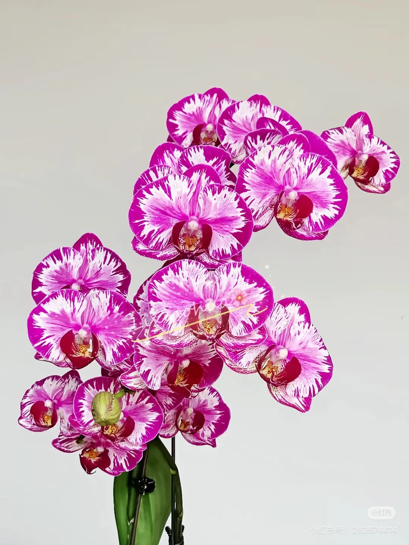 【大展宏图】3.5寸加高杯 室内高端花卉 微叶损