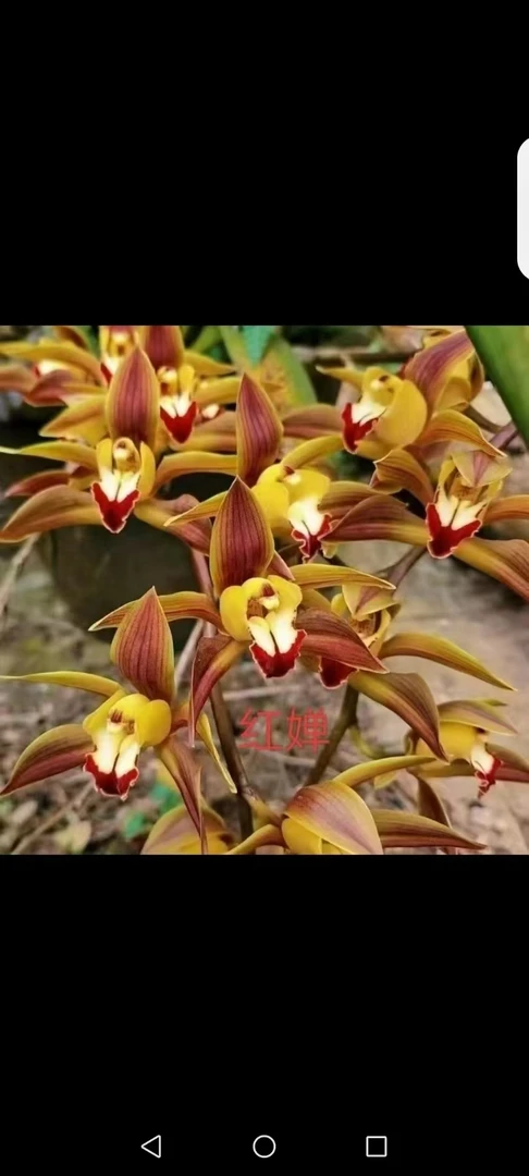精品虎头兰  一物一拍