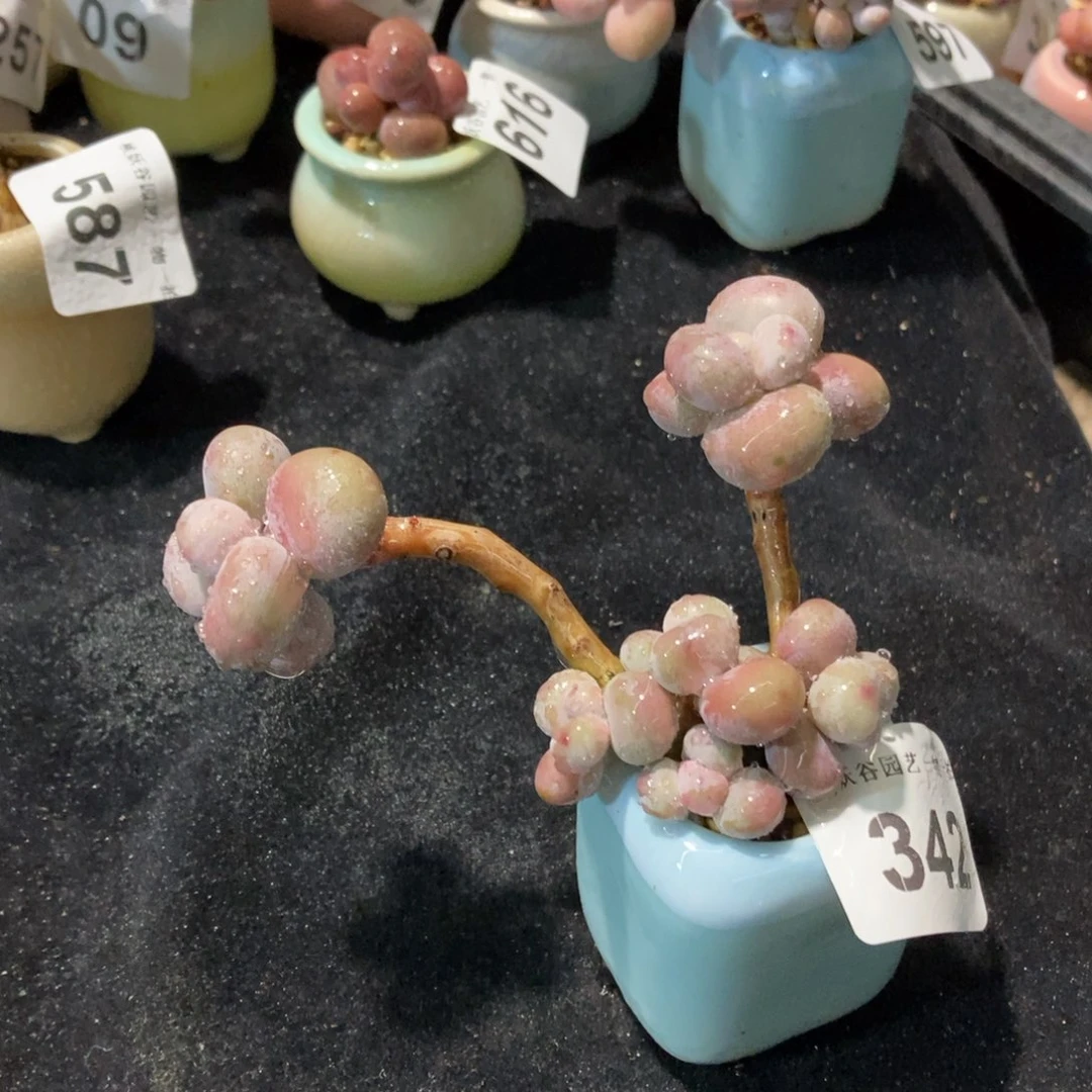 342糖果腰子蛋带盆土