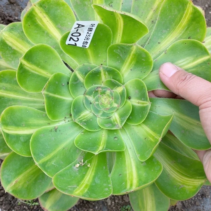 21暴君多肉12345678