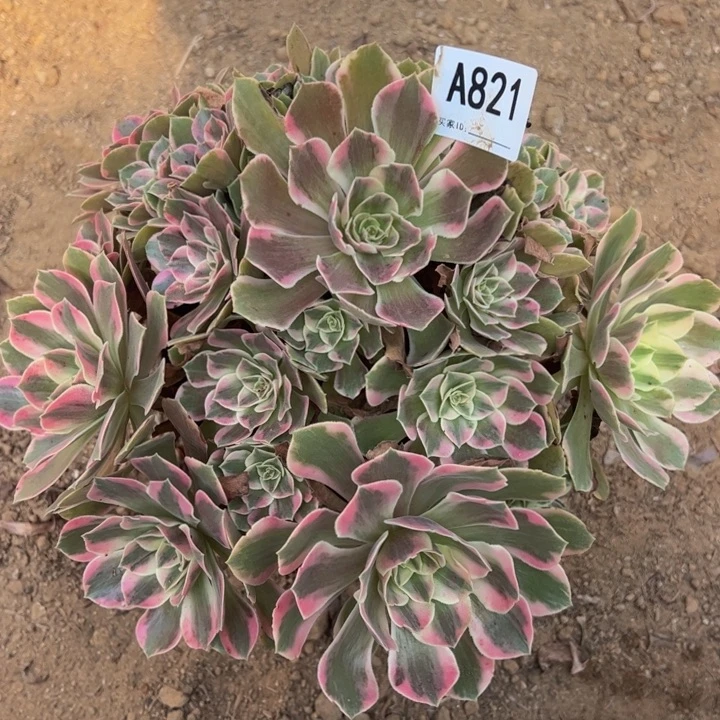 女妖多肉植物821.