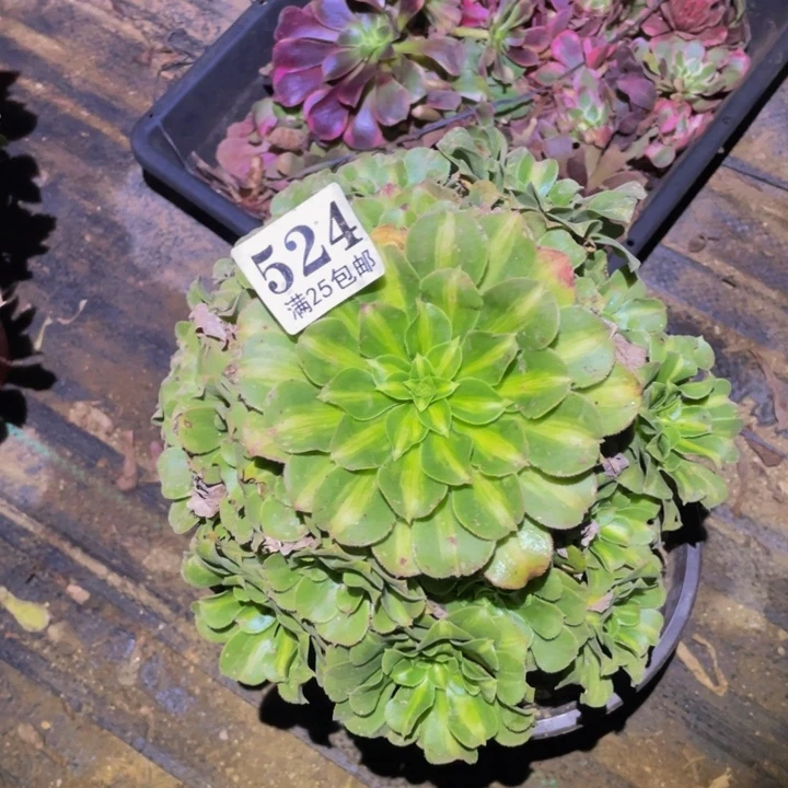 翡翠琉璃524多肉植物