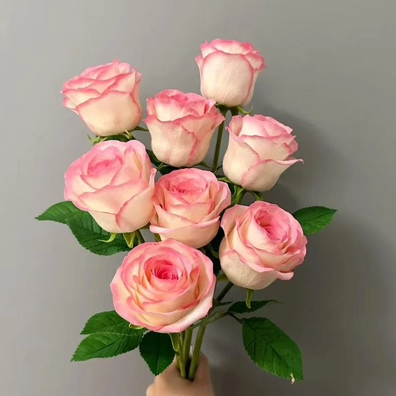 云南玫瑰女神艾莎鲜花玫瑰花花束基地直发插花批发水养