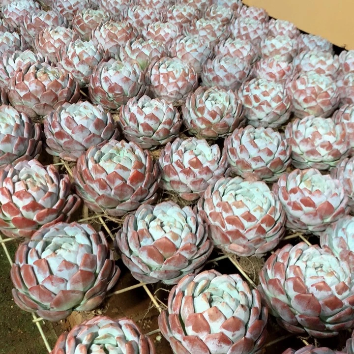 精控单头包子橙梦露两单包邮