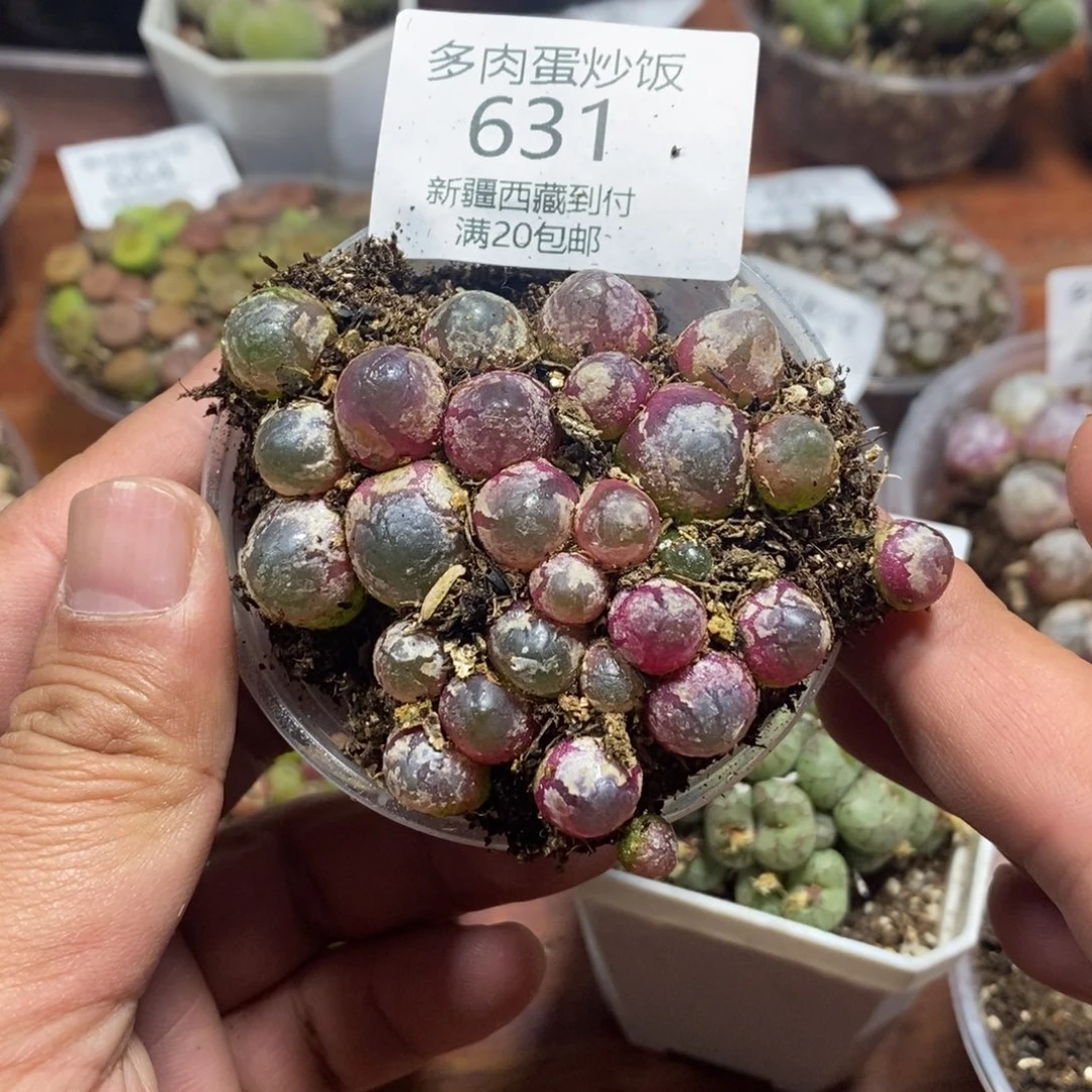 多肉蛋炒饭感谢您相伴631