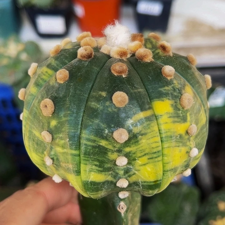 无花朵高绒散班海星兜锦860