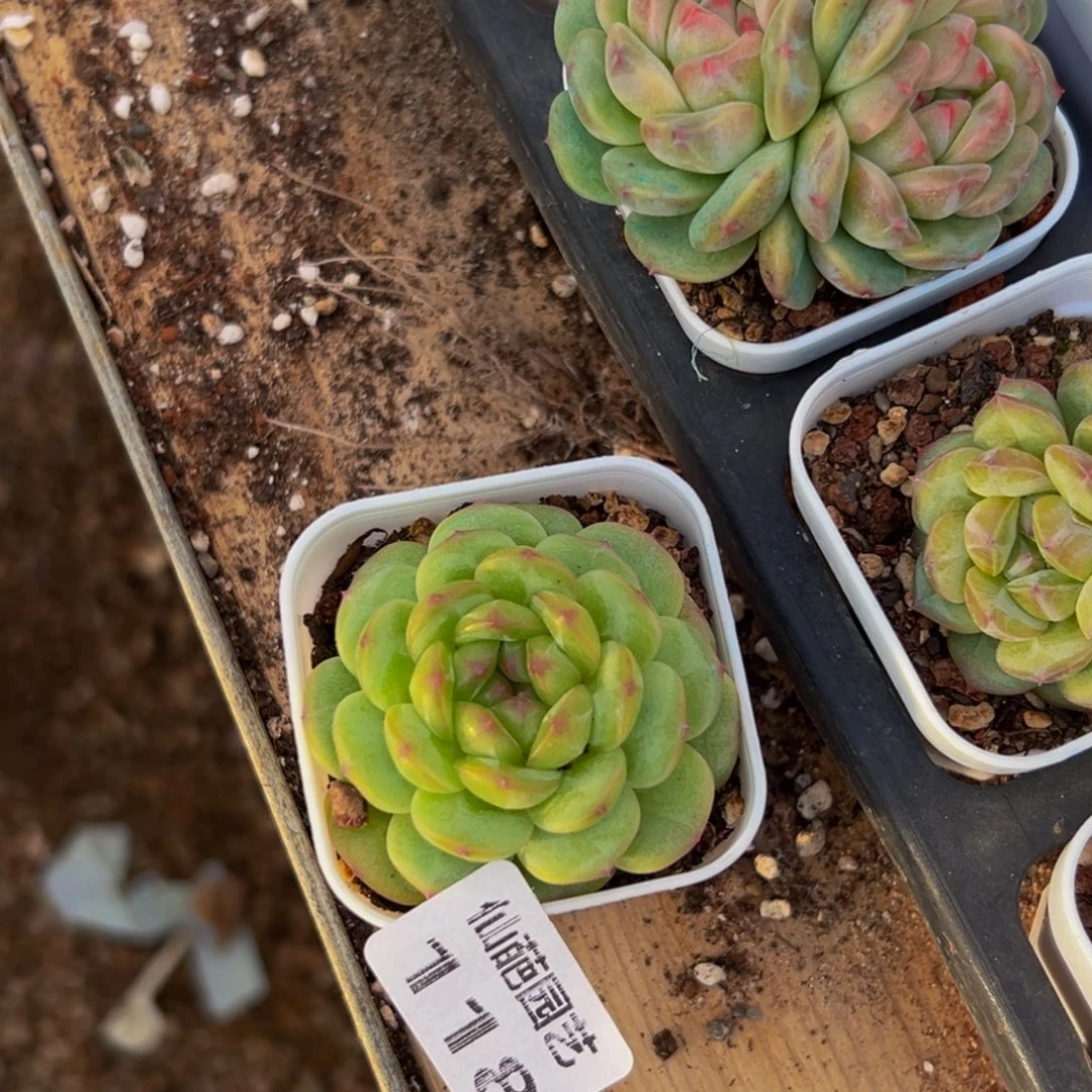 118点多才到的学校呢今天我