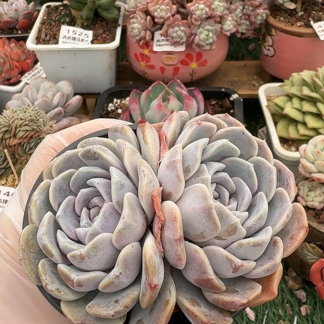 1534一物一拍（满28包邮）