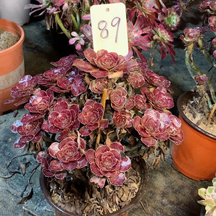 89玫瑰圆叶多肉一物一拍