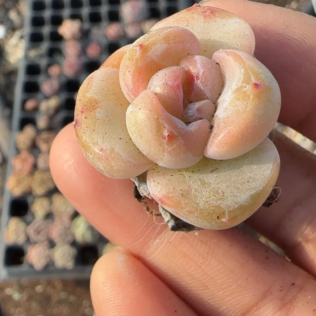 多肉小卡拉米糖心一物一拍