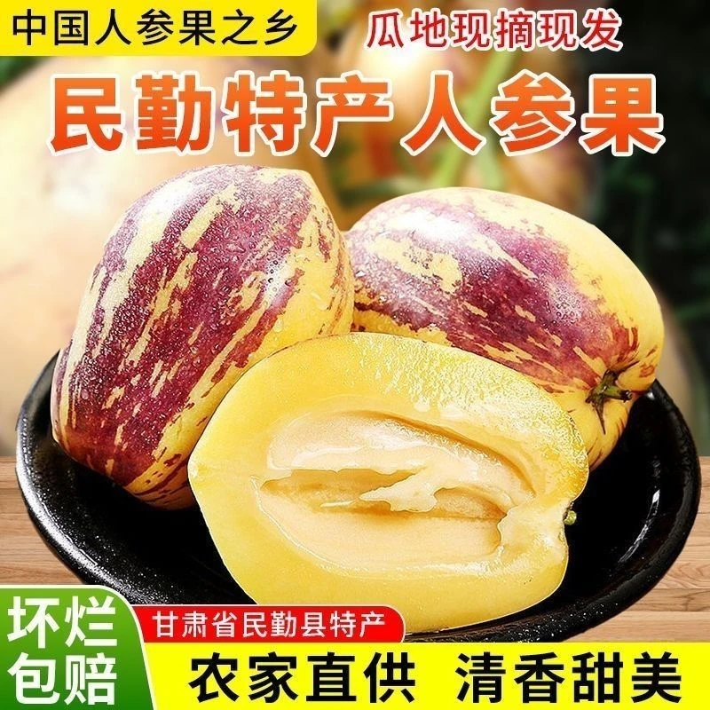 【黄肉 树上熟】甘肃民勤人参果产地直发精选大果甘甜多汁现摘现发