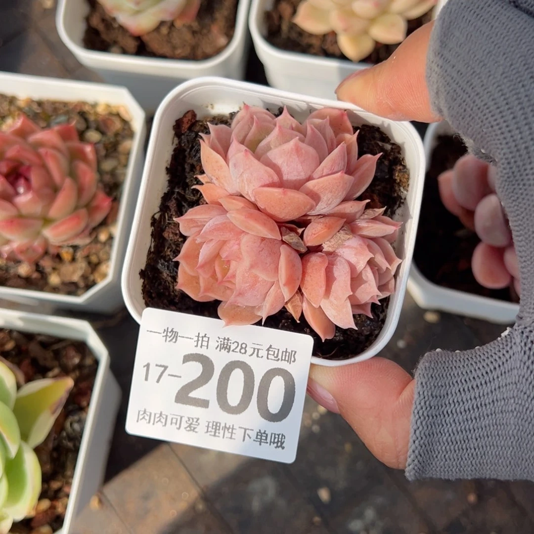 昂斯诺多肉多肉多肉