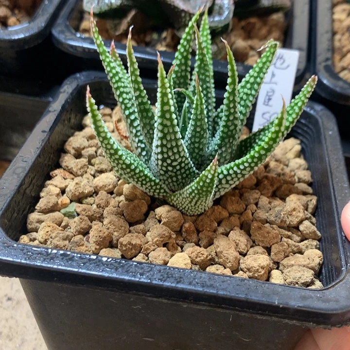 地上星一物一拍带盆