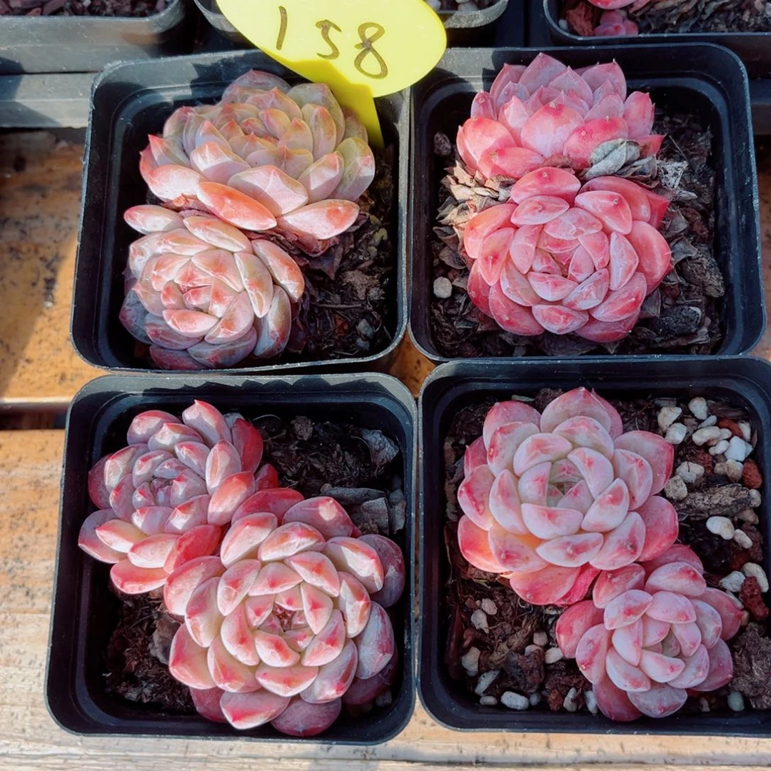 158号小老桩糖钻双头4颗组合