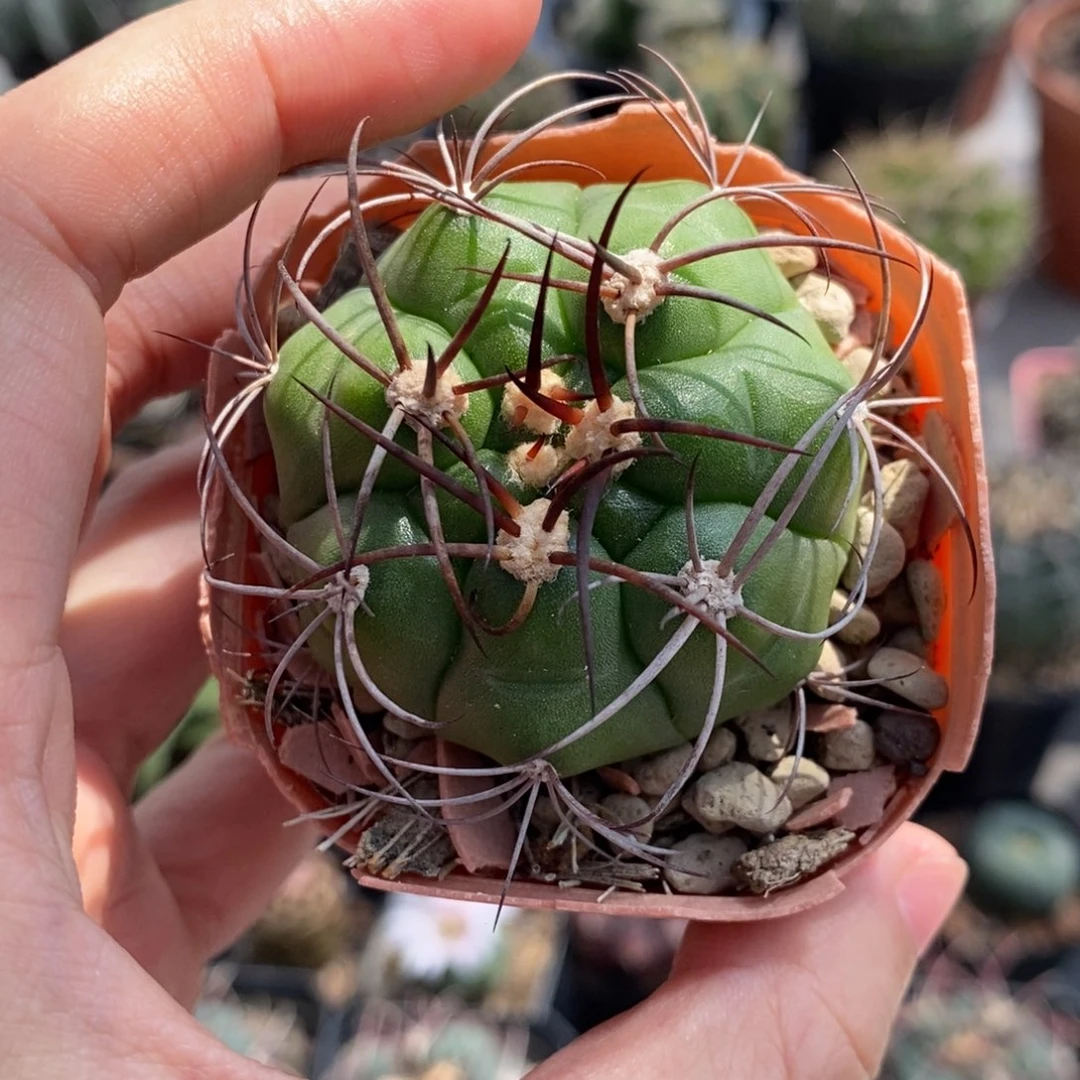 黑刺良宽植播园艺优选