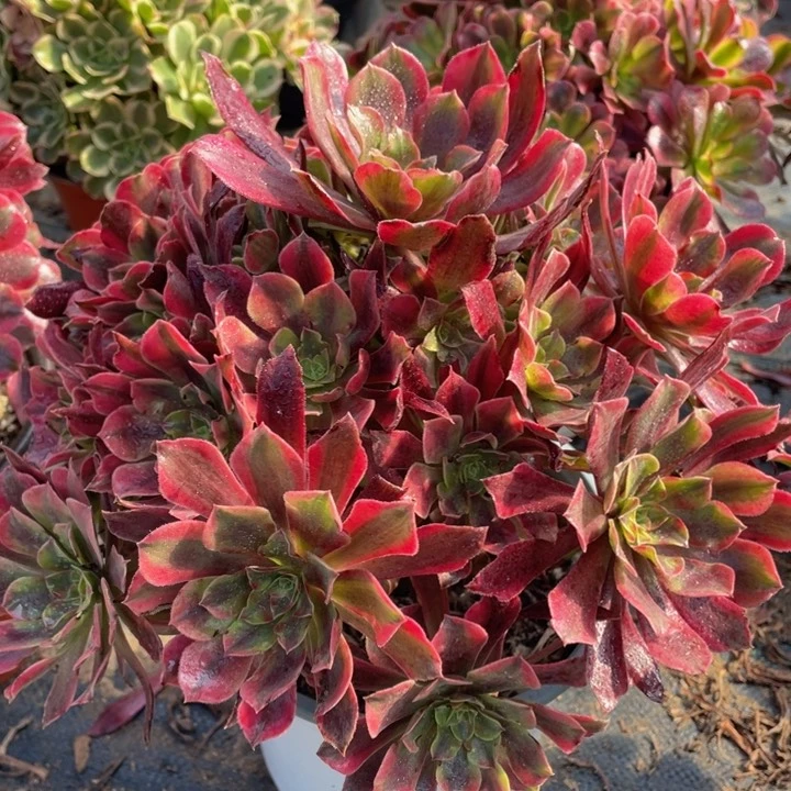 792蒙娜丽莎大大捧花精品法师多肉