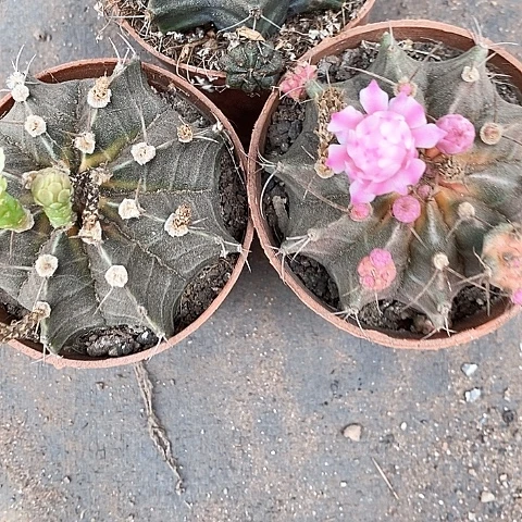 3个牡丹仙人球35789