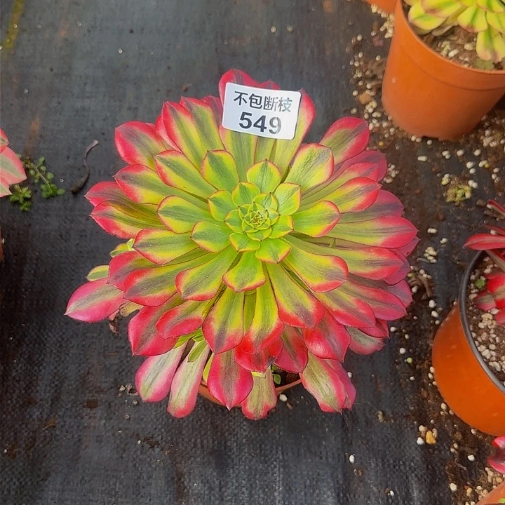 549多肉法师锦111