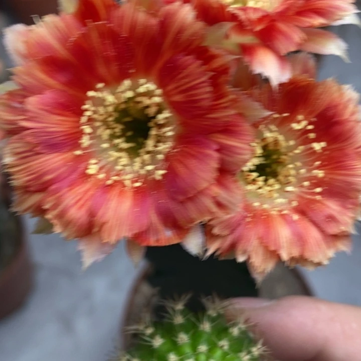 香香羽毛丽花侧芽2.5公分左右