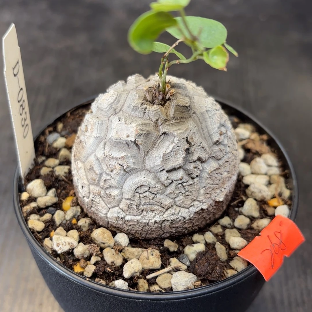 0830号龟甲龙带盆包邮