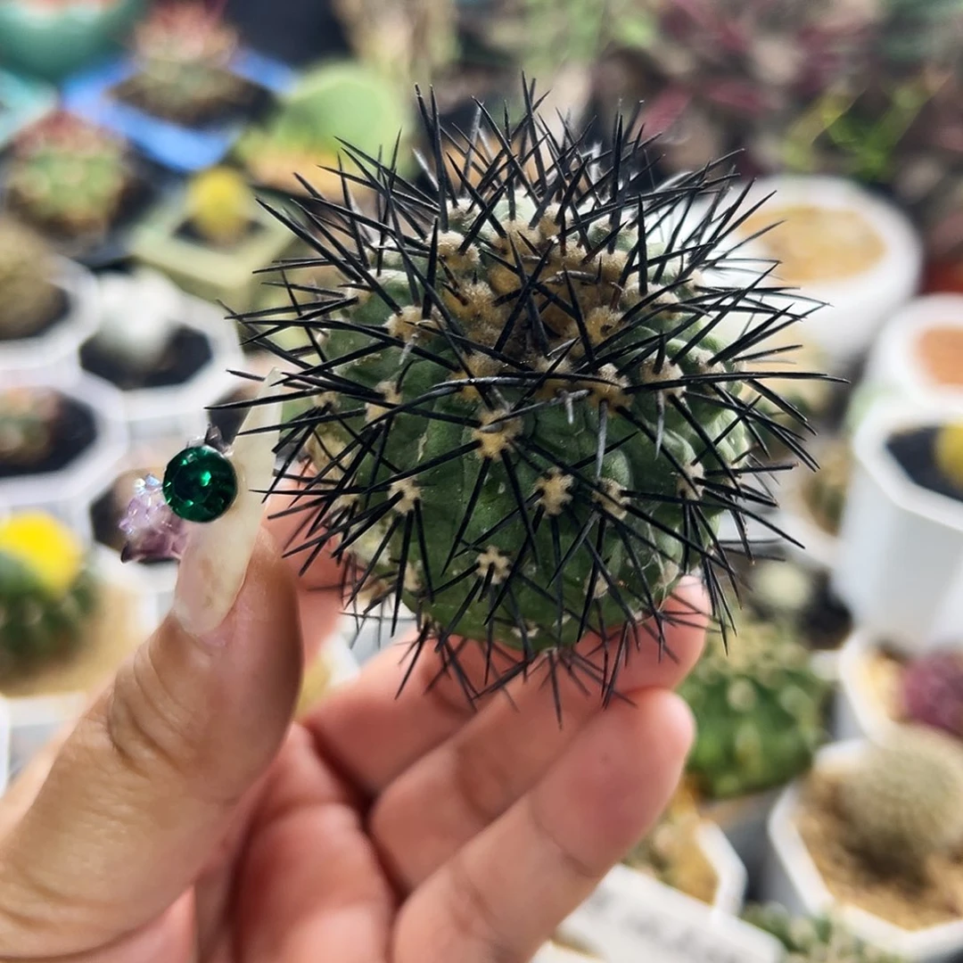 鬼神龙有根微瑕仙人球666666