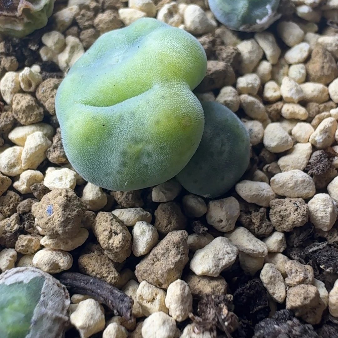 69号10043绿豆糕一物一拍