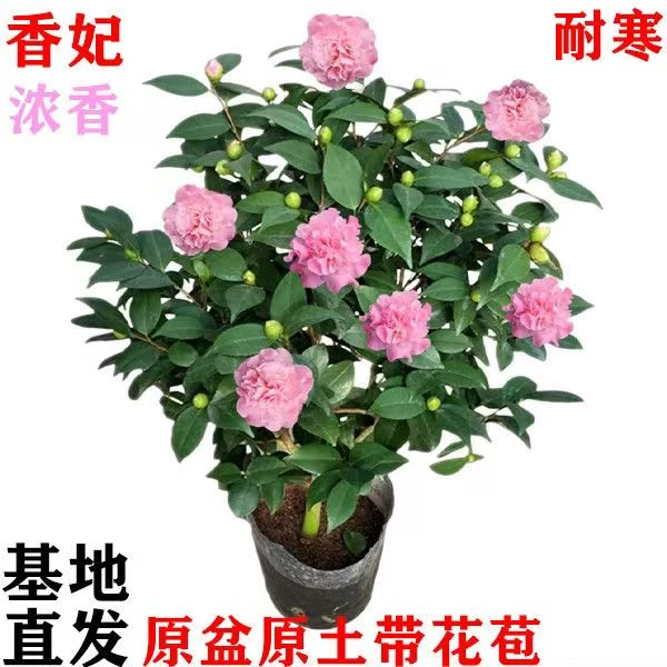 香妃茶花带花苞树苗盆栽四季浓香型室内外好养绿植