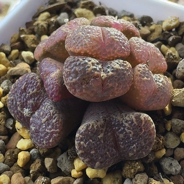 85号泡泡勋章一物一拍