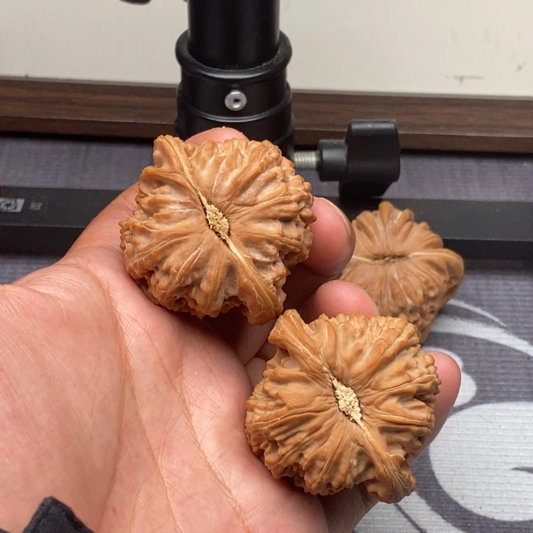文玩核桃把件全品粗筋白狮子45