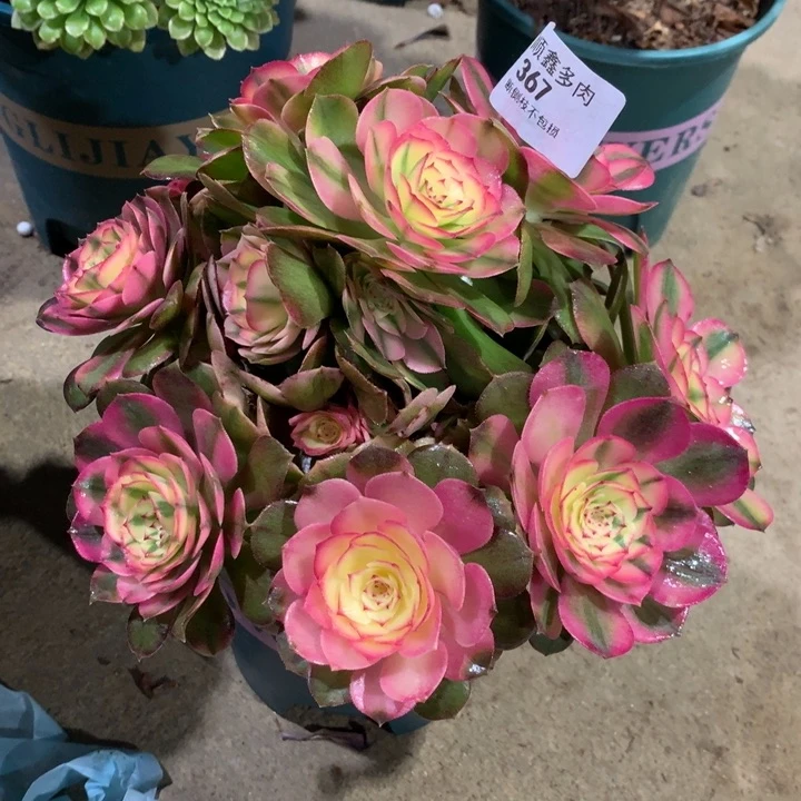 367荔枝多肉植物