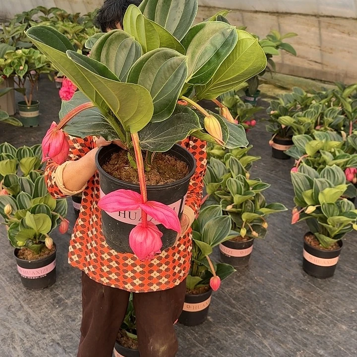 茹**霏宝莲灯6个花苞