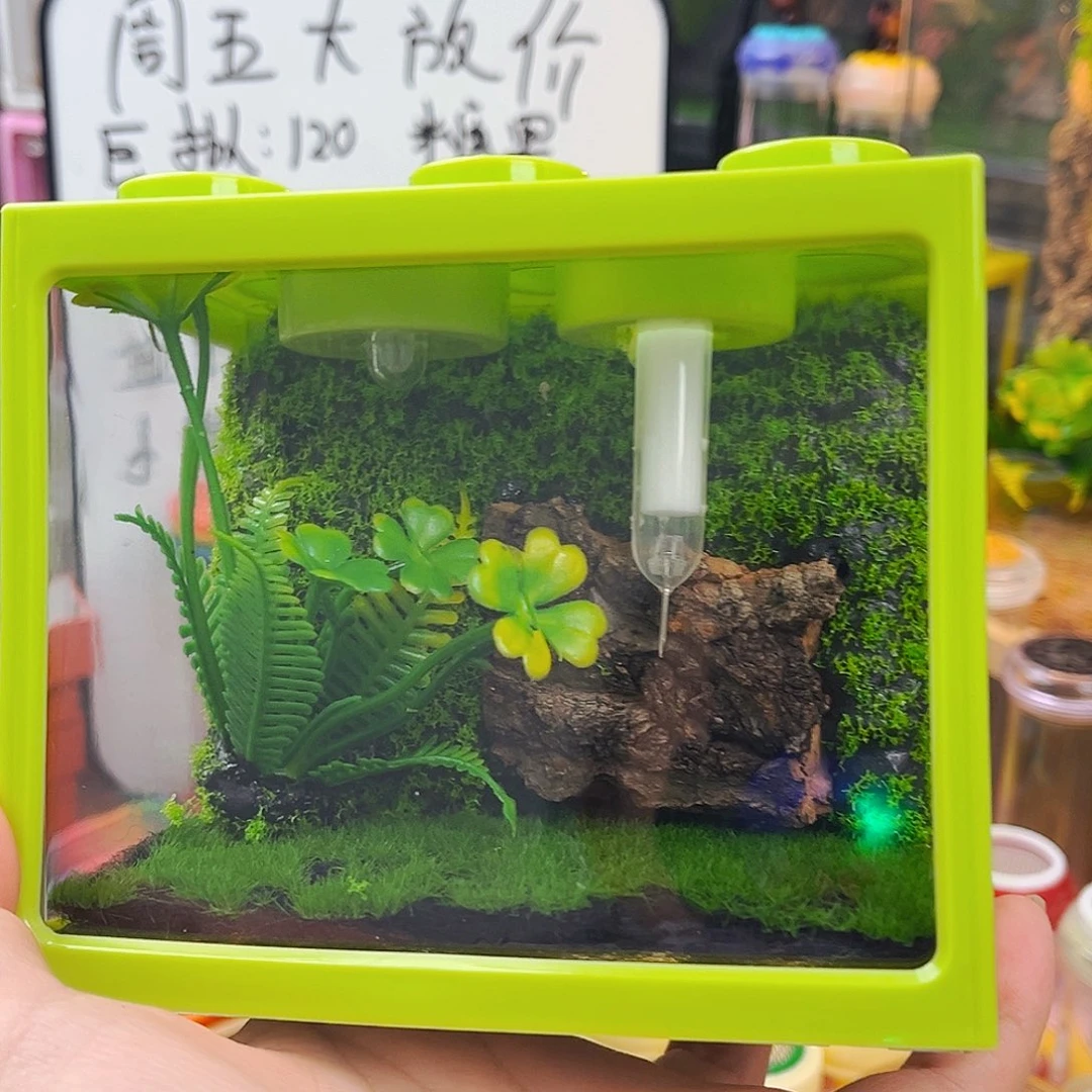 积木生态箱送柬竹