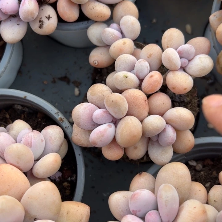 桃蛋多肉植物18包邮