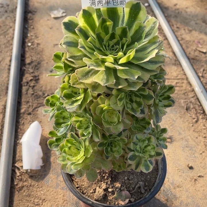 1514保时捷的人多肉