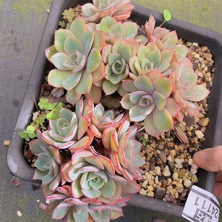赫拉24111多肉植物